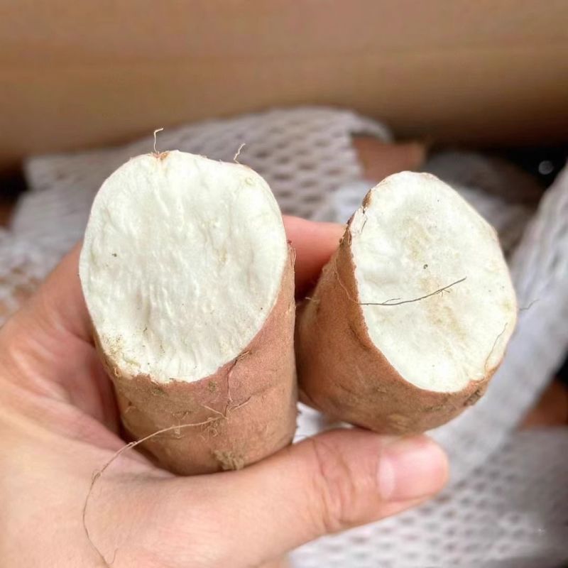 《精选》正宗白心哈密红薯基地直发保质保量对接商超团购等