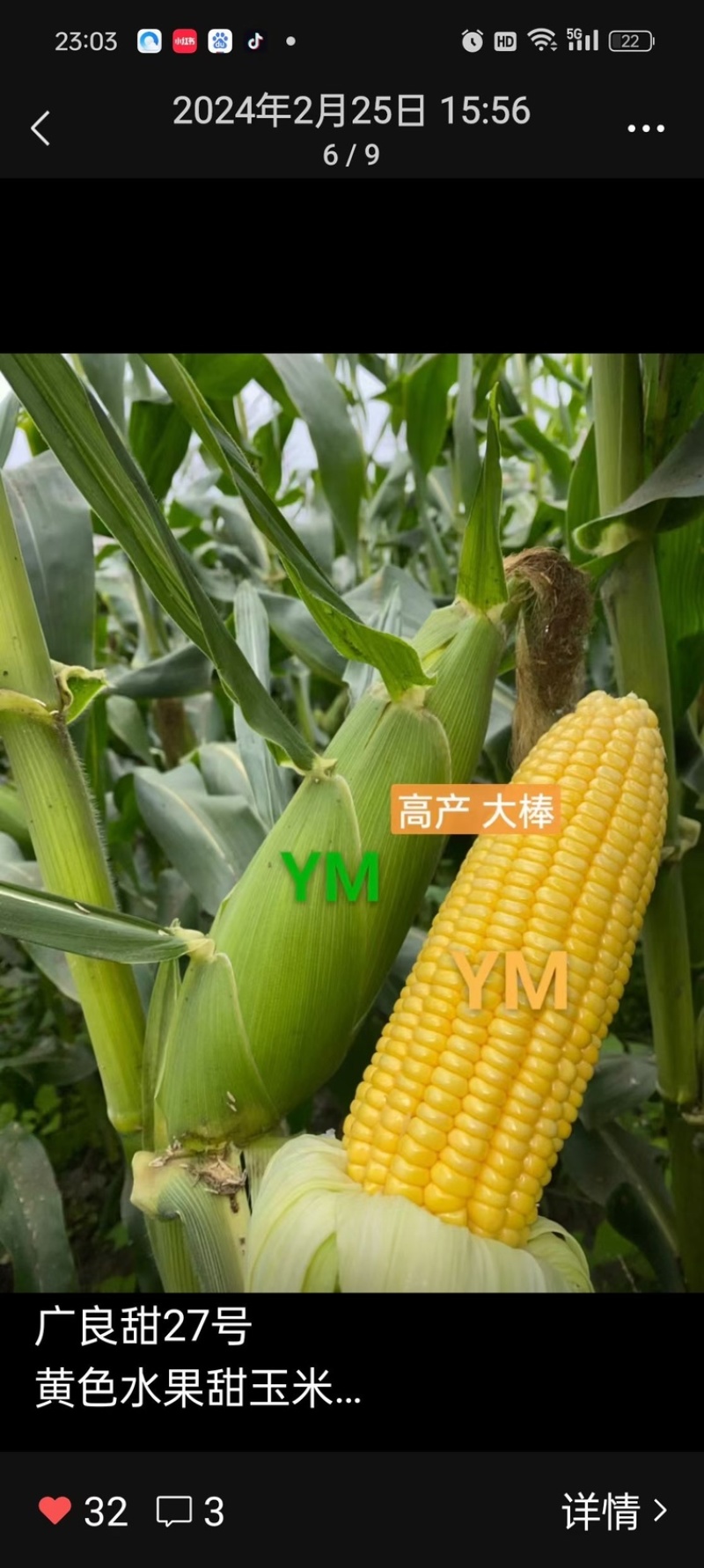 泰系太阳花广良甜23江甜033甜玉米产量高品质好，