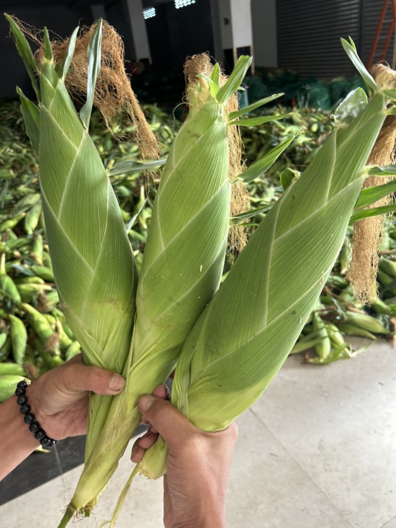 泰系太阳花广良甜23江甜033甜玉米产量高品质好，