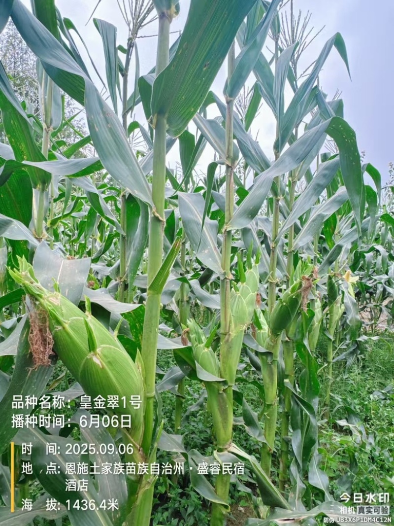 泰系太阳花广良甜23江甜033甜玉米产量高品质好，