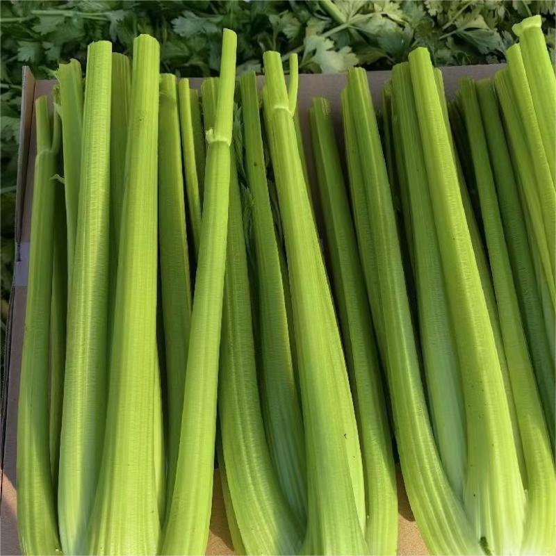 丸粒化西芹种子文图拉西芹单粒播种包衣种四季耐热芹菜