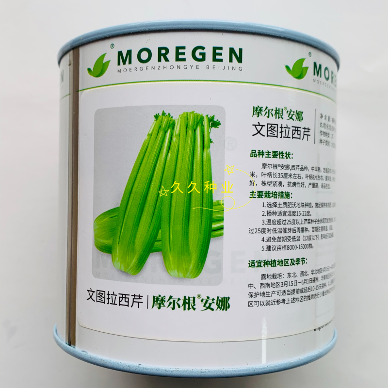 丸粒化西芹种子文图拉西芹单粒播种包衣种四季耐热芹菜