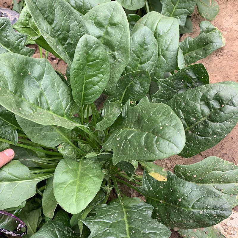 盛美菠菜种子大叶菠菜籽高产小叶耐热耐寒菠菜种籽四季蔬菜种