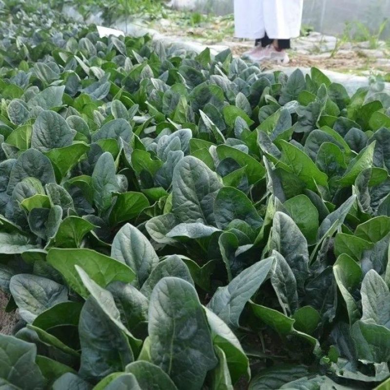 盛美菠菜种子大叶菠菜籽高产小叶耐热耐寒菠菜种籽四季蔬菜种