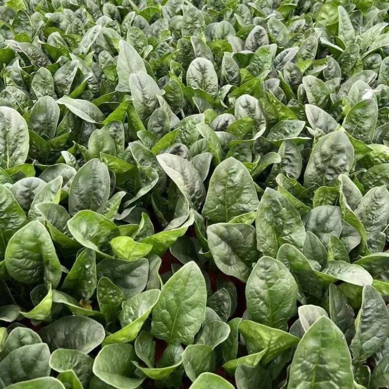 盛美菠菜种子大叶菠菜籽高产小叶耐热耐寒菠菜种籽四季蔬菜种