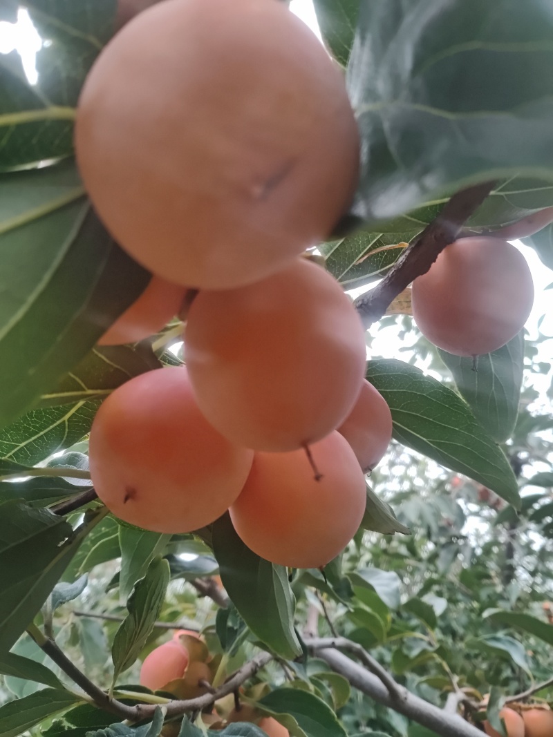 灵宝老竹子个柿上市了，上百件代发