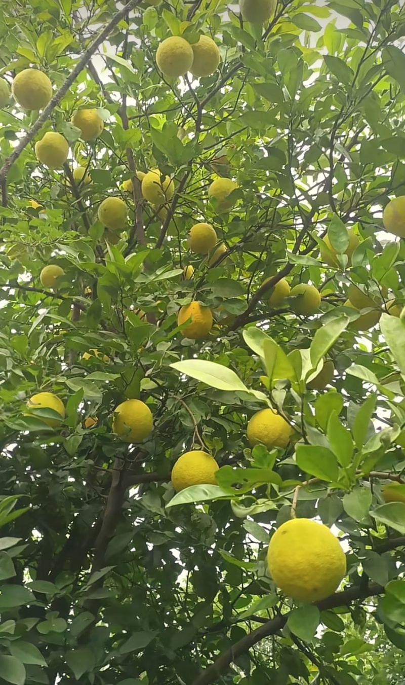 香橼