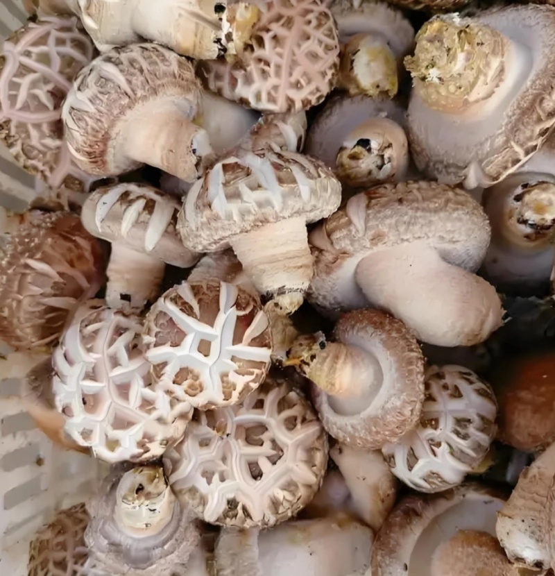 新鲜香菇