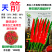 春满园天箭朝天椒种子杂交中熟早生高产抗病口感好基地专用