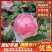 《爱妃苹果》产地直供、大量有货、对接全国、诚信合作