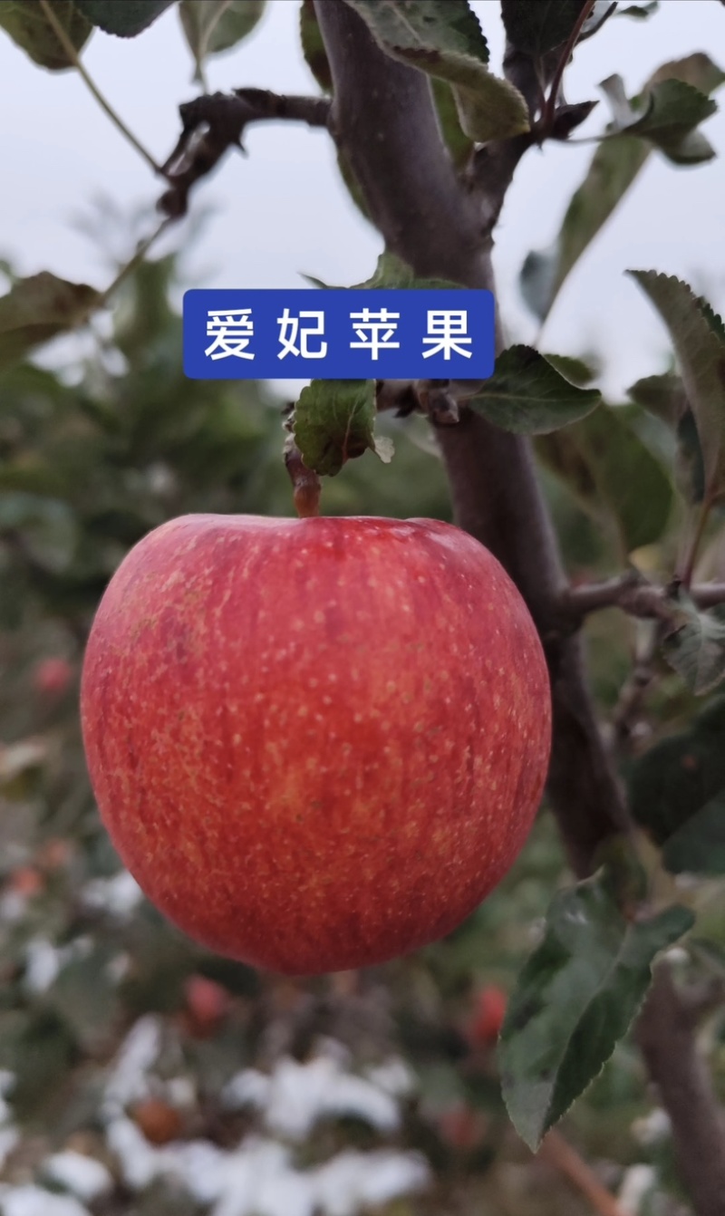 《爱妃苹果》产地直供、大量有货、对接全国、诚信合作