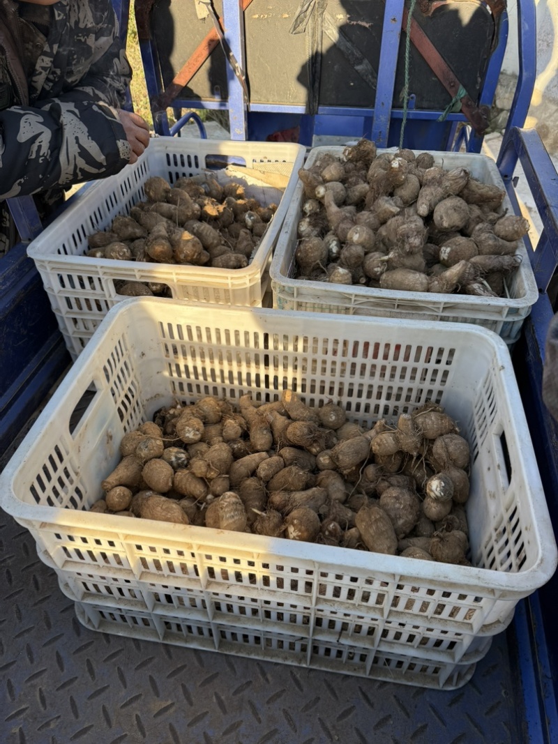 海阳市大球芋头紫杆芋头大花芋头超市批发市场电商零售赶集