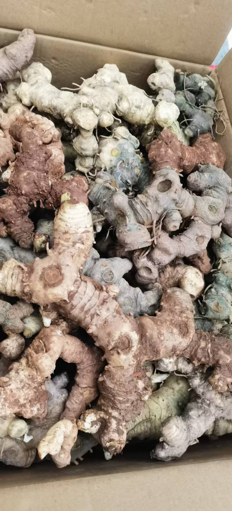 高海拔纯野生黄精，大量有货，欢迎咨询