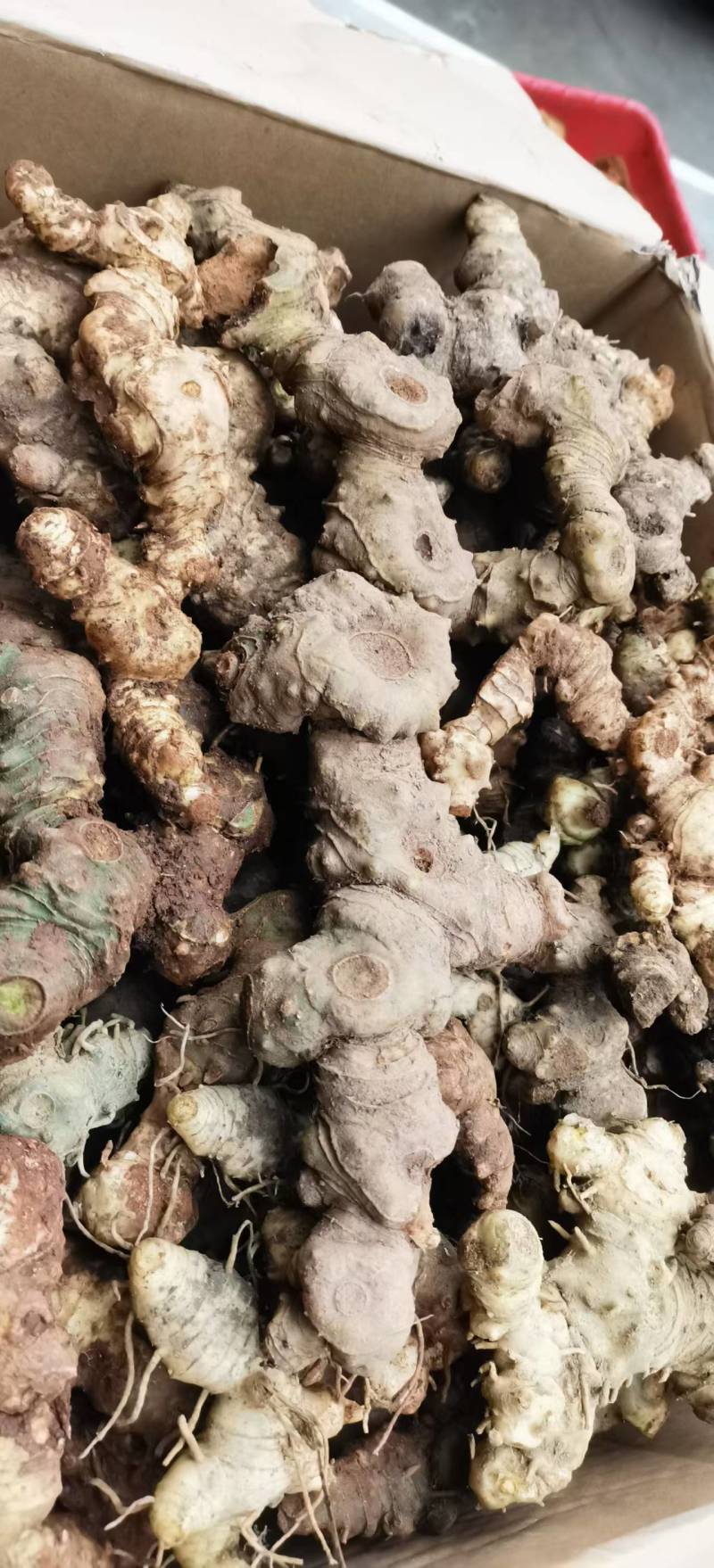 高海拔纯野生黄精，大量有货，欢迎咨询