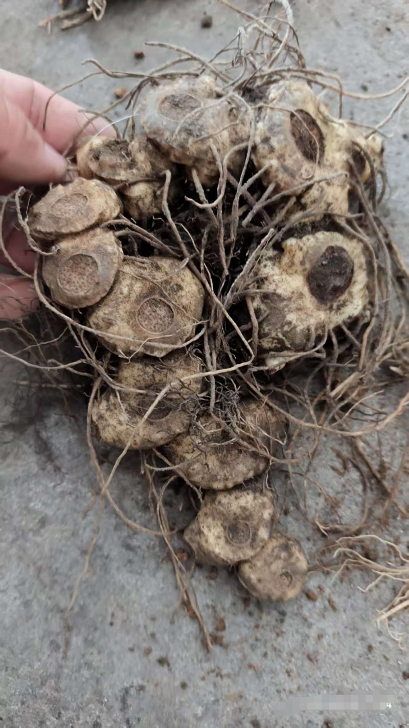 高海拔纯野生黄精，大量有货，欢迎咨询