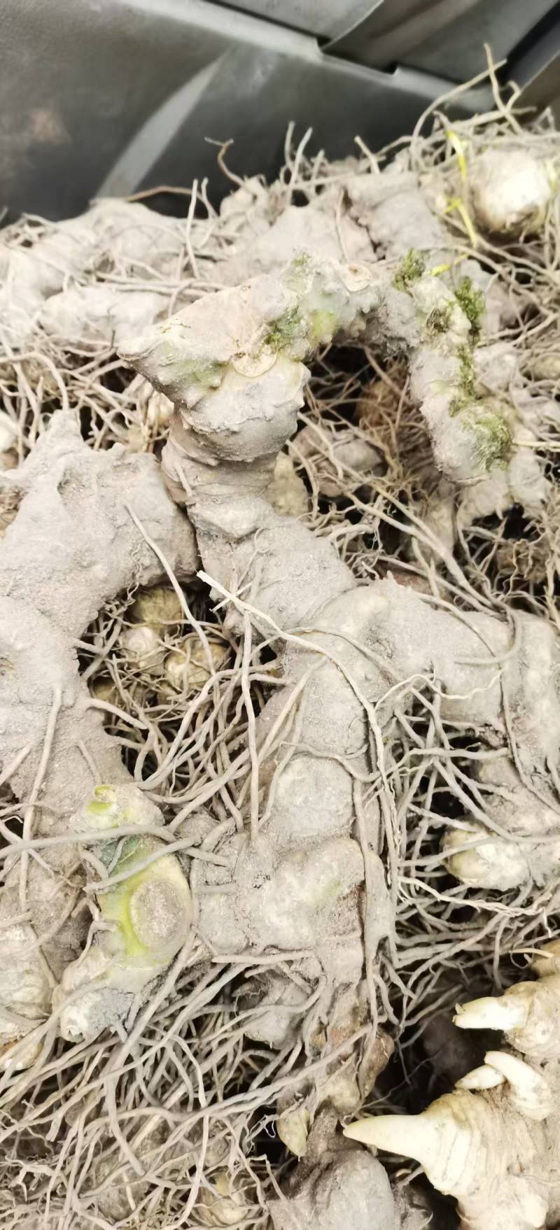 高海拔纯野生黄精，大量有货，欢迎咨询