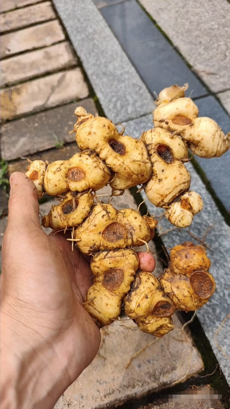 高海拔纯野生黄精，大量有货，欢迎咨询