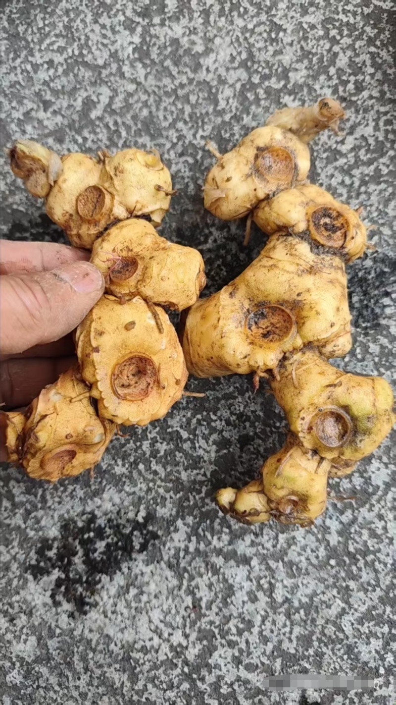 高海拔纯野生黄精，大量有货，欢迎咨询