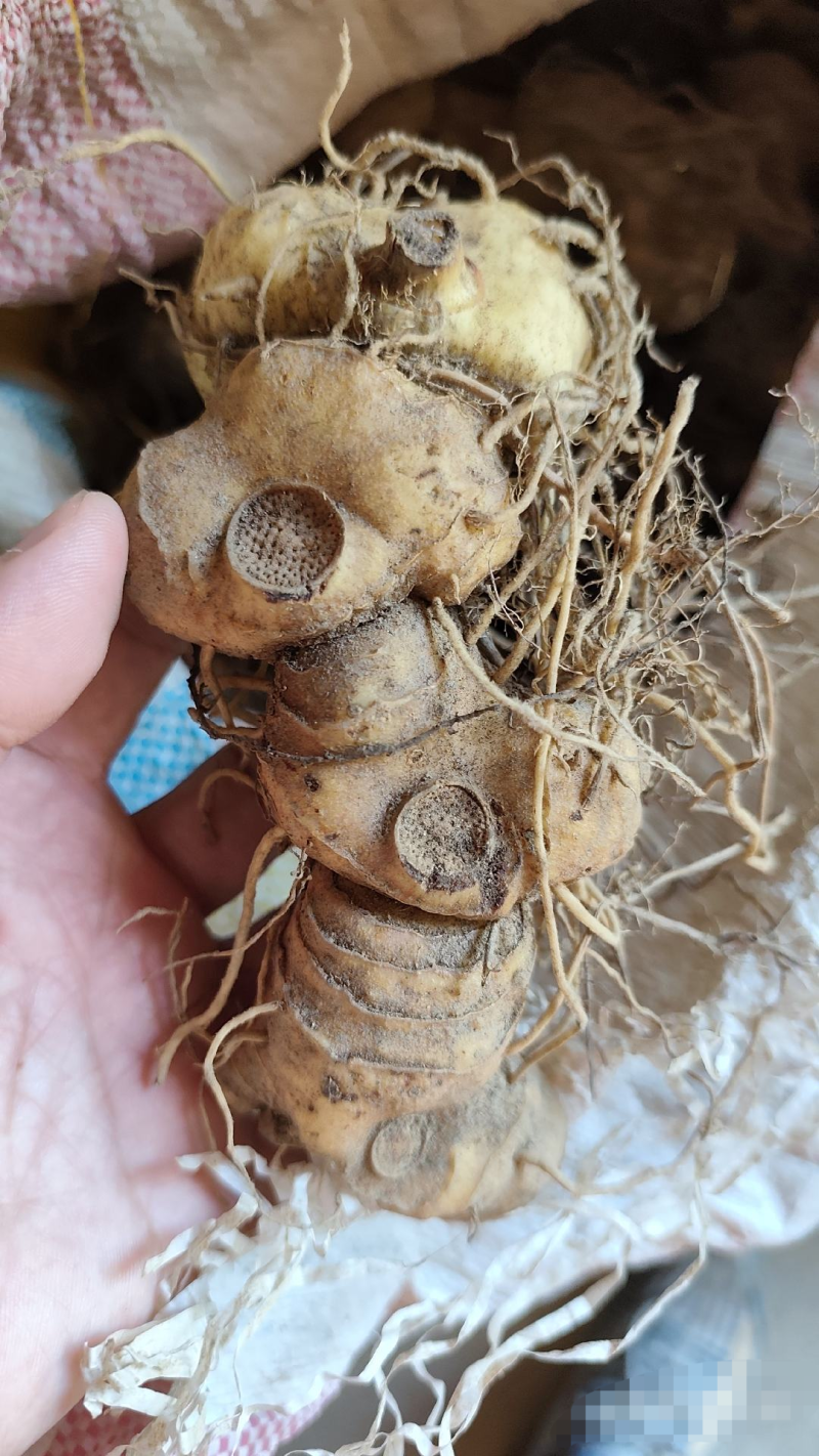 高海拔纯野生黄精，大量有货，欢迎咨询