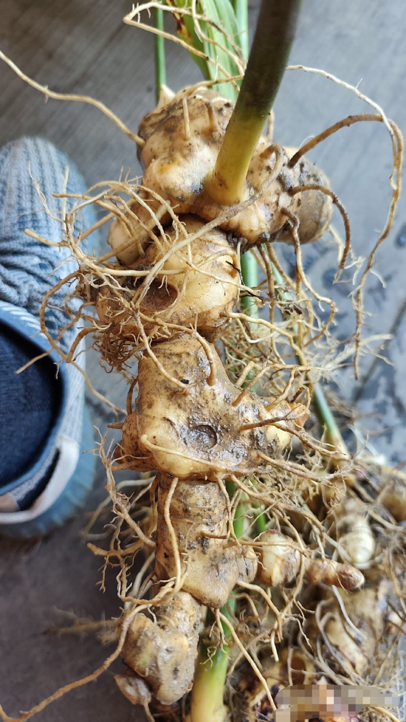 高海拔纯野生黄精，大量有货，欢迎咨询