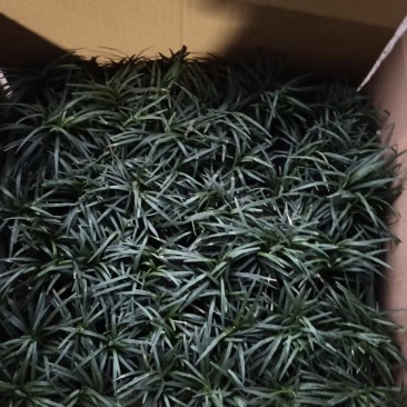玉龙草方盘龙泽电商一件代发37*37的盘