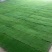 马尼拉草坪果岭草草坪剪股颖草坪电商一件代发