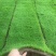 马尼拉草坪果岭草草坪剪股颖草坪电商一件代发
