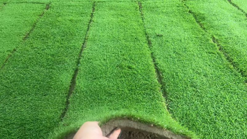 马尼拉草坪果岭草草坪剪股颖草坪电商一件代发