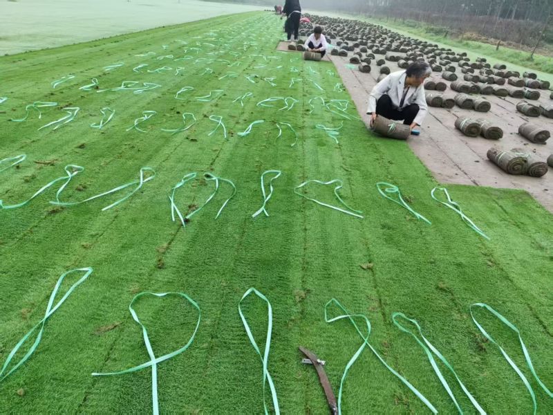 马尼拉草坪果岭草草坪剪股颖草坪电商一件代发