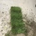 马尼拉草坪果岭草草坪剪股颖草坪电商一件代发