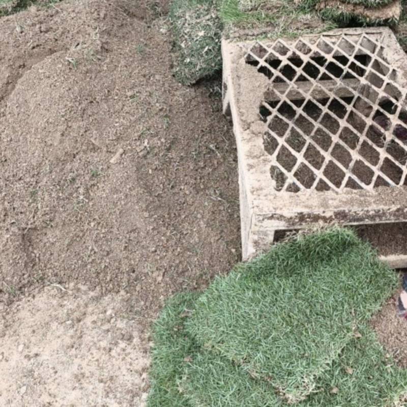 马尼拉草坪果岭草草坪剪股颖草坪电商一件代发