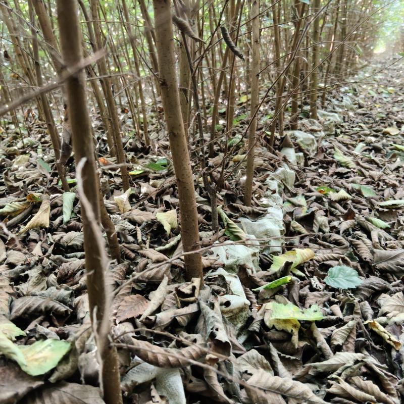 红榉（无纺布）容器苗