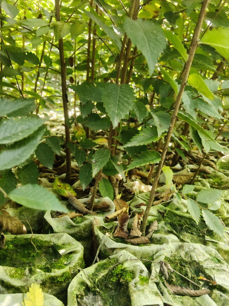 红榉（无纺布）容器苗