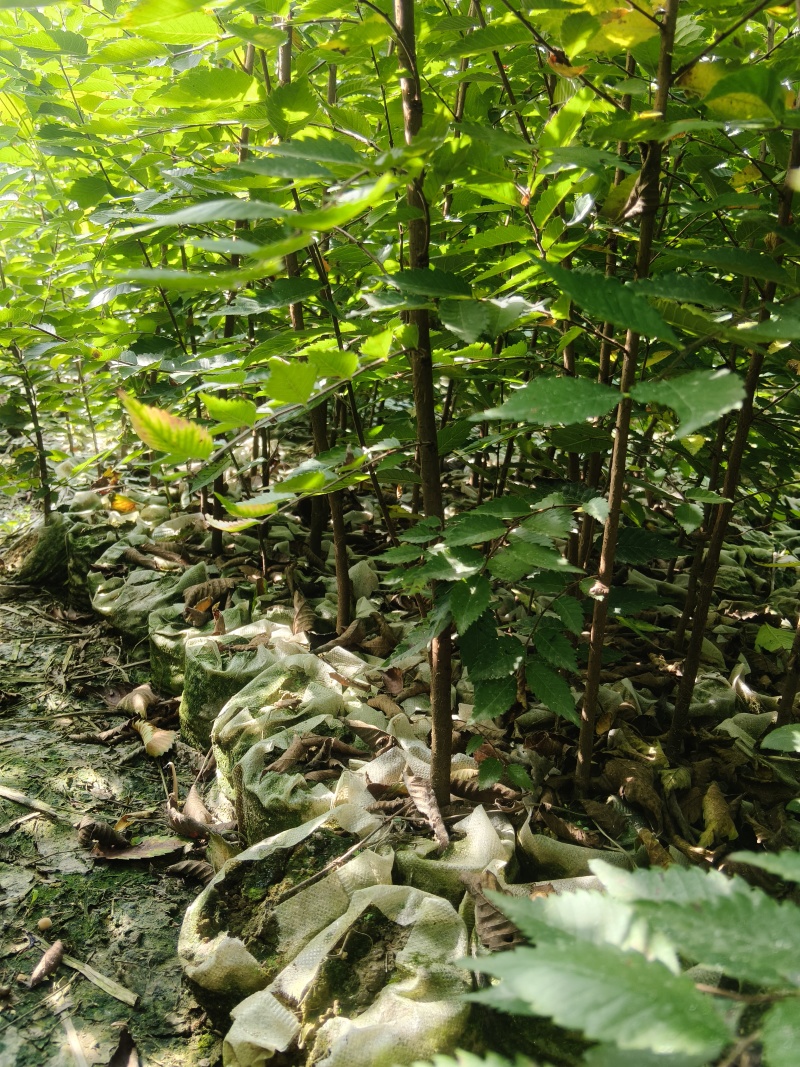 红榉（无纺布）容器苗