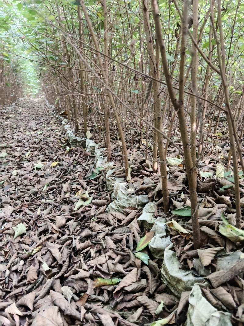 红榉（无纺布）容器苗