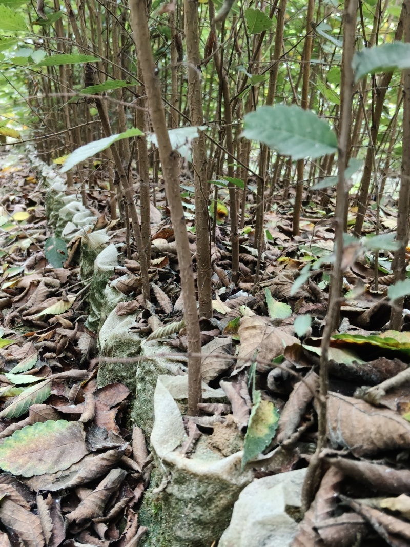 红榉（无纺布）容器苗
