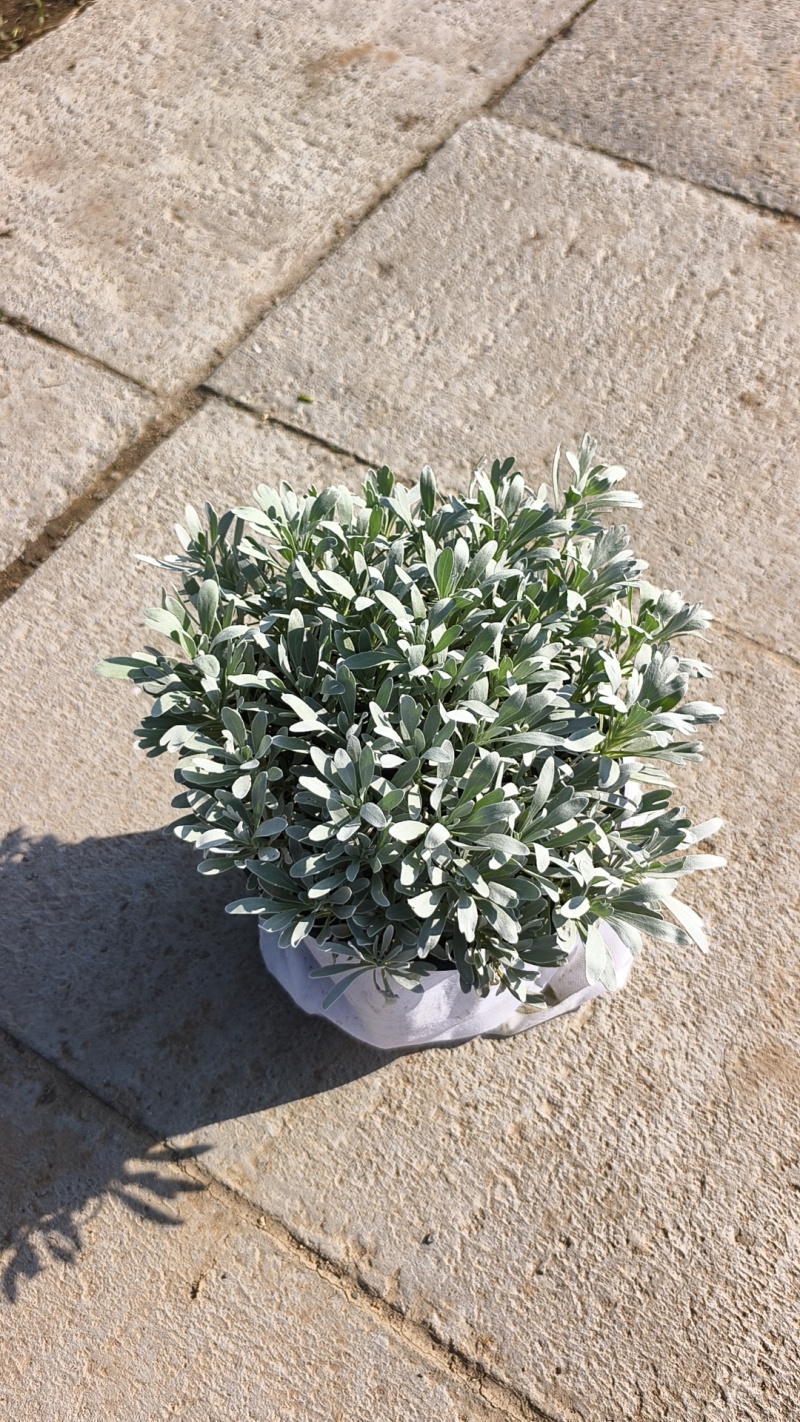 芙蓉菊绿化淘宝电商龙泽一件代发量大优惠多多抖店京东