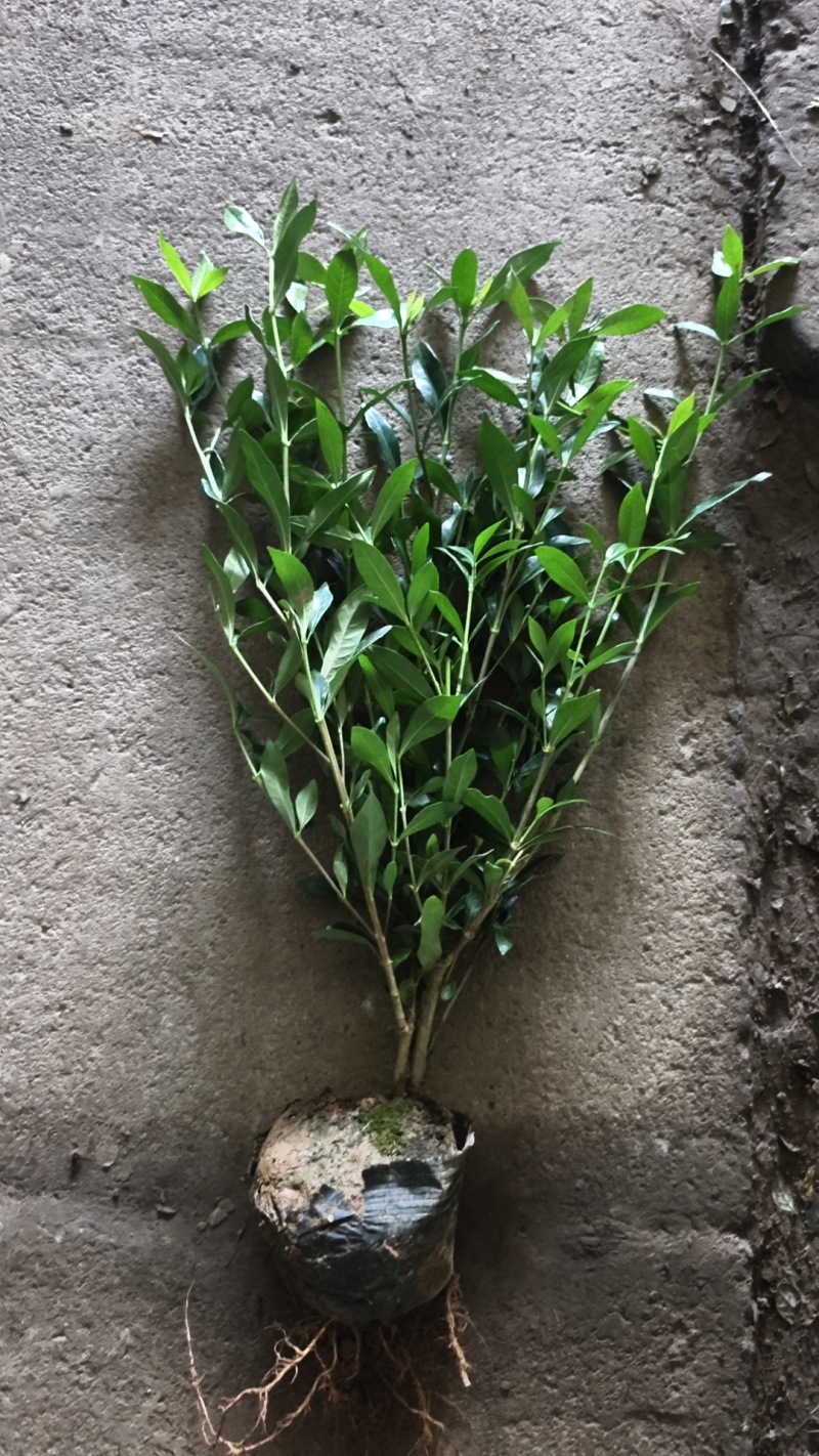 栀子花小叶栀子电商一件代发工程苗量大优惠