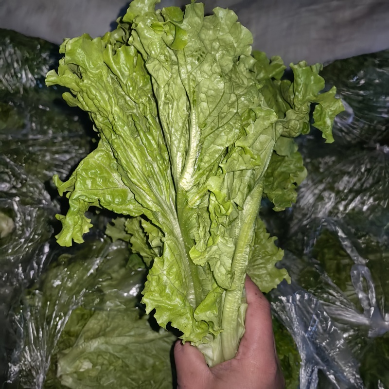 生菜