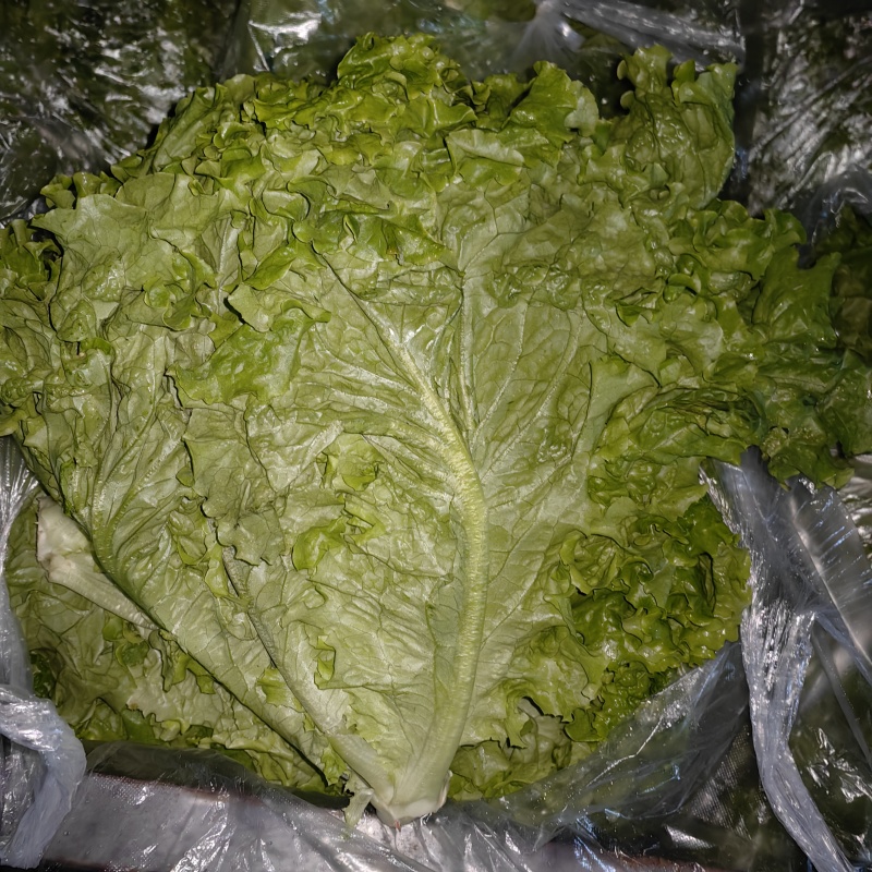 生菜