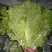 生菜