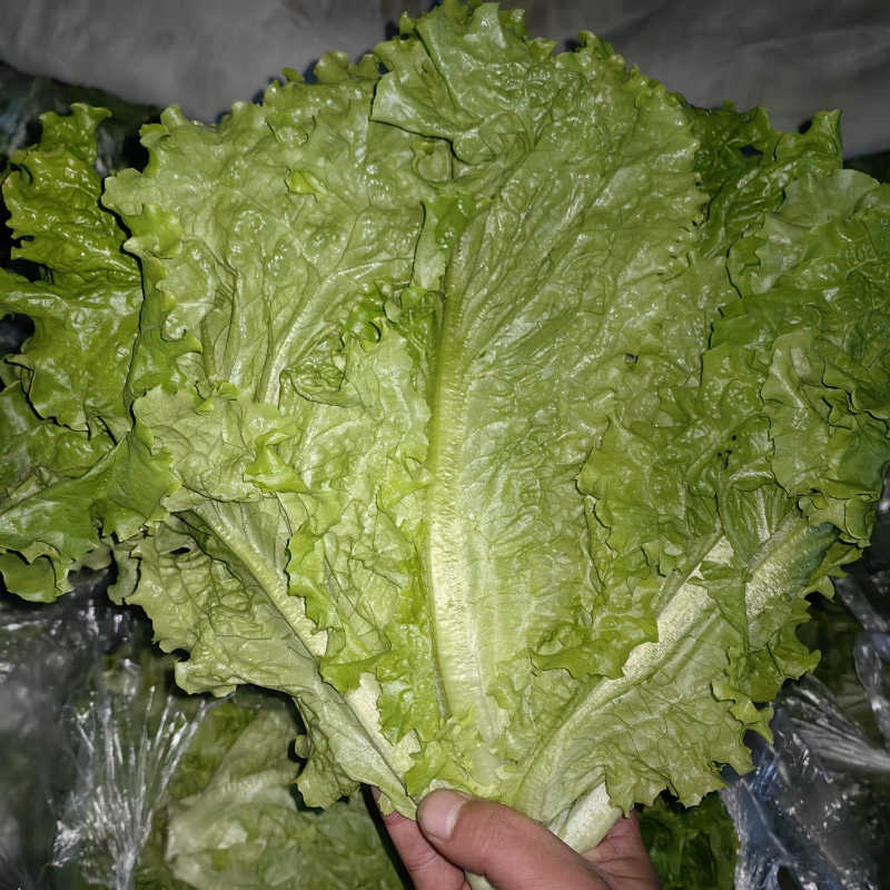 生菜
