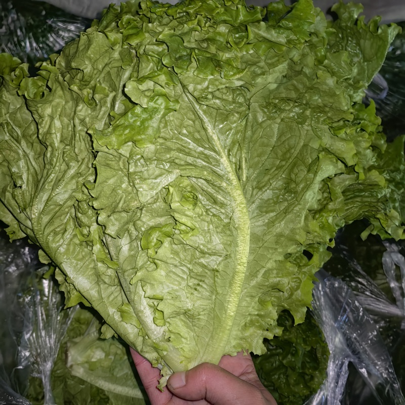生菜