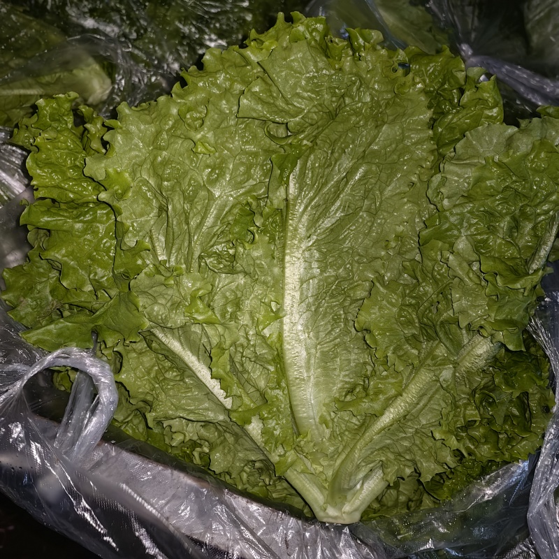 生菜