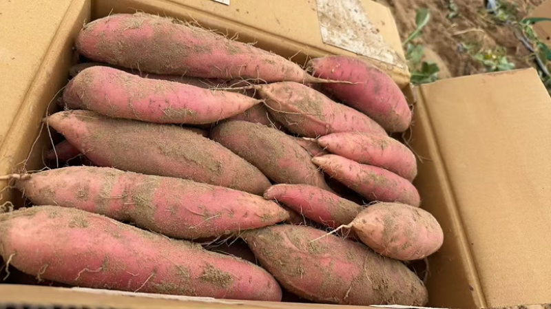 【品质保证】正宗内蒙烟薯口感甜糯有现货河北保定发货