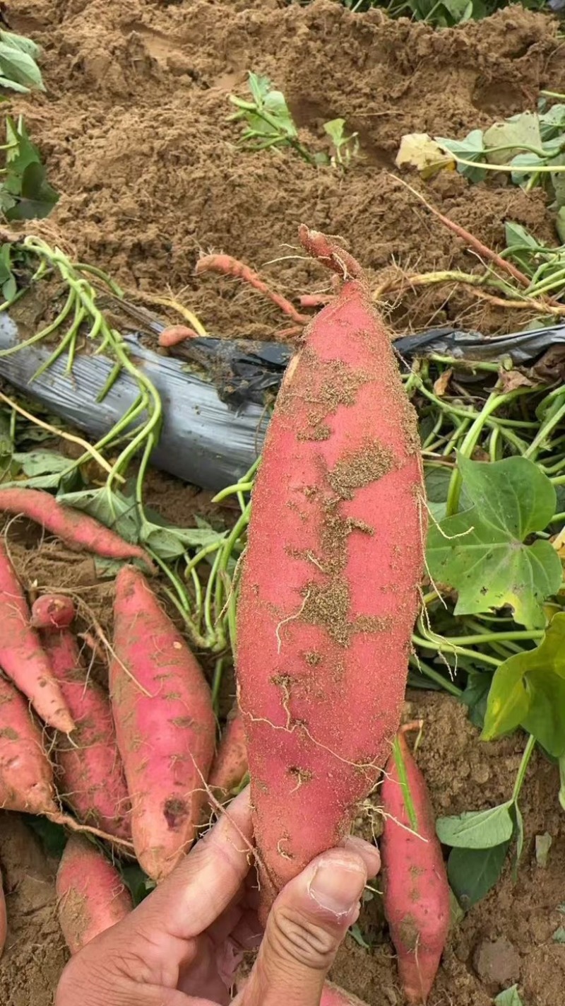 【品质保证】正宗内蒙烟薯口感甜糯有现货河北保定发货