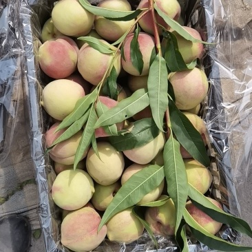 冬桃毛桃芽变沂蒙山平邑冬桃大量供应