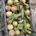 冬桃毛桃芽变沂蒙山平邑冬桃大量供应