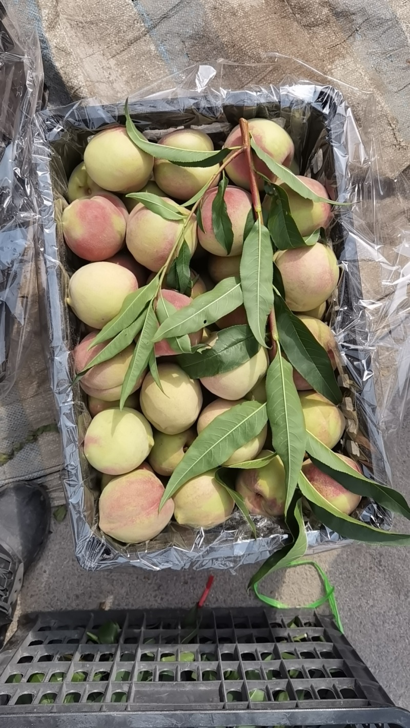 冬桃毛桃芽变沂蒙山平邑冬桃大量供应
