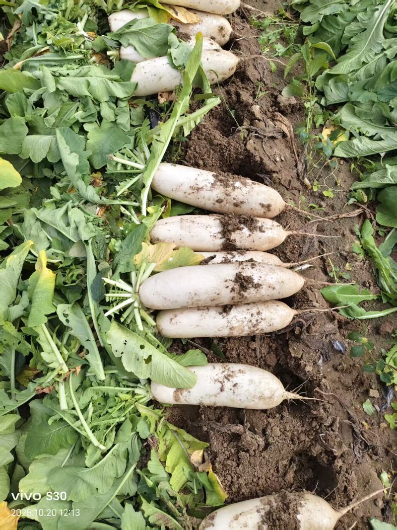 萝卜土萝卜可腌菜专用价格便宜